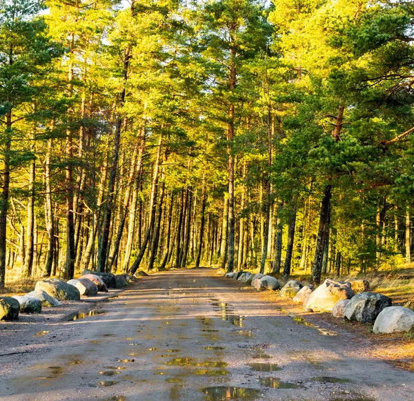 Strada sterrata bagnata che attraversa una foresta — Foto Stock