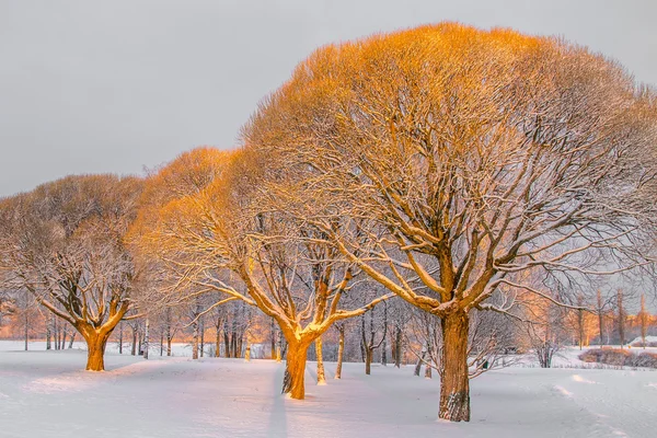 Spröda willows i en winter park Royaltyfria Stockfoton