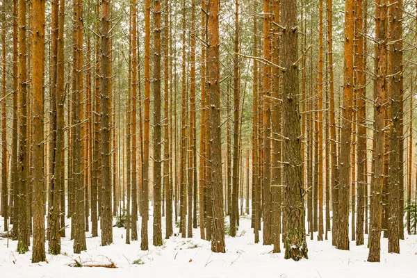 Tykk snødekt furuskogbakgrunn – stockfoto