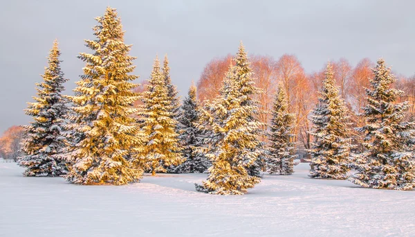 Sabah ışık ağaçlarda panoramik kar kaplı — Stok fotoğraf