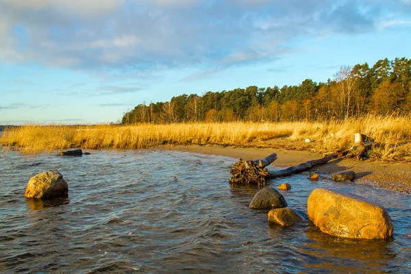 Fallen tree on the rocky ocean shore — Stock Photo, Image