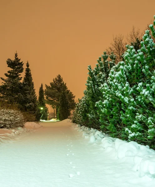 兔子在白雪皑皑的大地上跟踪 — 图库照片