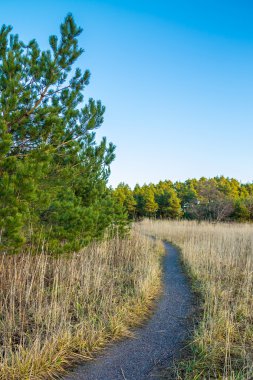 Çakıl yol çayır çam ağacında etrafında