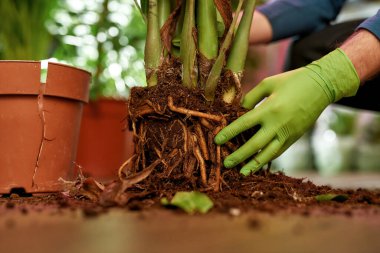 Ellerinde kauçuk eldivenler, büyük köklü bitkiler var.