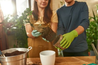 Neşeli, genç, beyaz bir çift bitki naklediyor.