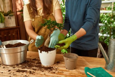 Genç çift saksıyı toprakla doldururken bitki naklediyor.