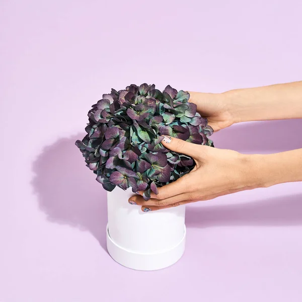 Perfect gift for mom. Female hands touching beautiful green potted flowers standing on purple background