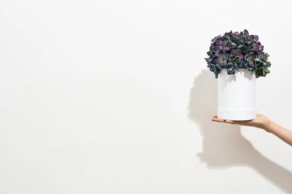 Cadeau aan geliefde vrouw. Vrouwelijke hand met mooie lentebloemen in witte pot tegen witte achtergrond, webbanner met kopieerruimte voor tekst — Stockfoto