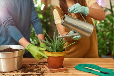 Aloe bitkisine su konservesi kullanan genç bir kadın.