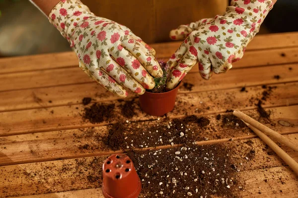 Worker transplanting the plant into the pot