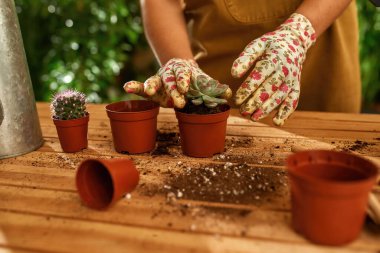 Kovaya kaktüs eken dişi eller.