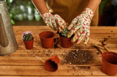 Topraklı çömleklere nakil yapılıyor.