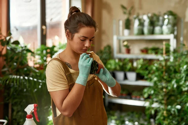 Young woman is passionate about gardening. She is using cotton bud to clean green leaves of houseplant, standing at home — Stock Photo, Image