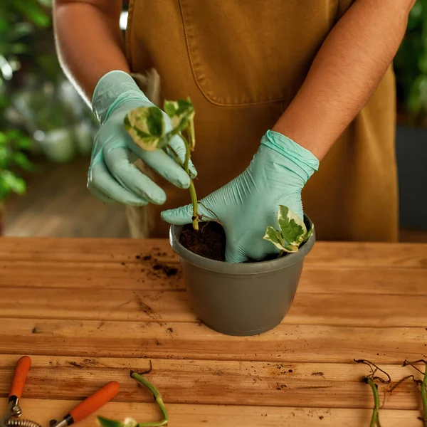 Gardener planting a new plant in the ground