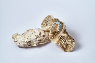 Mavili gümüş bir yüzük ve deniz kabukları hafif arkaplanda izole edilmiş.