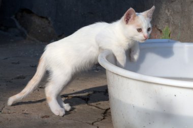 Sokak beyaz yavru kedi