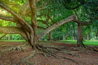Peradenia Kraliyet bahçeleri