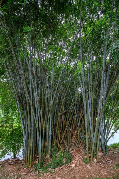 El bambú está creciendo en una naturaleza — Foto de Stock