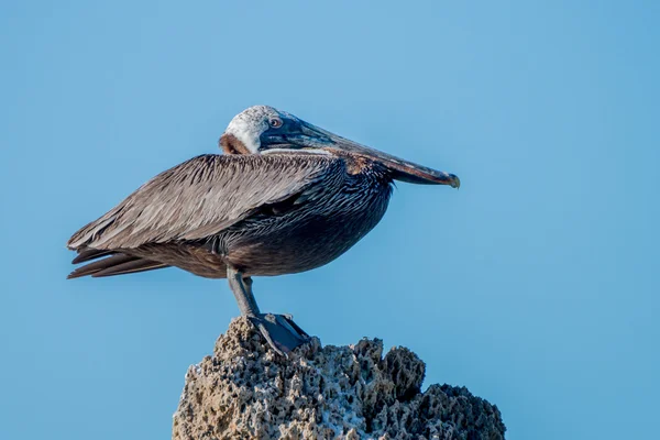 Brown pelican (Pelecanus occidentalis) — Stock Photo, Image