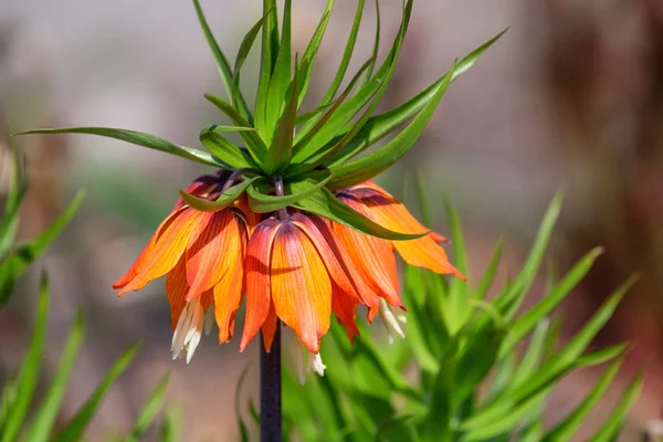 Gyönyörű crown imperial — Stock Fotó