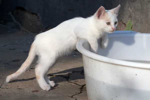 Herrelösa vit kattunge — Stockfoto