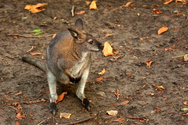 Bennetts boomkangoeroe (Dendrolagus bennettianus ) — Stockfoto