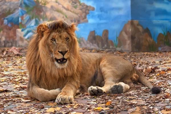 Чоловічий лев у полоні — стокове фото