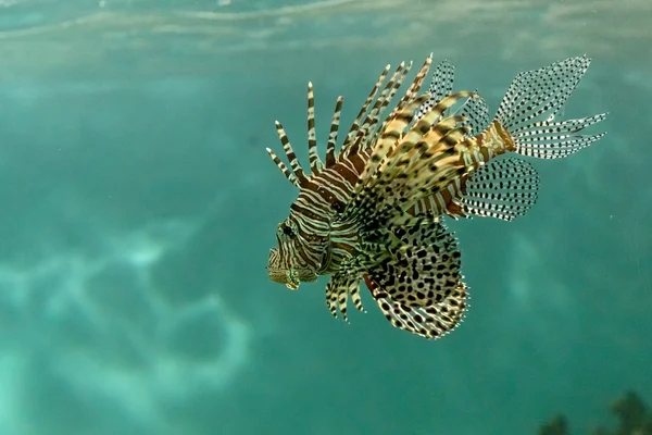 Риба скорпіона в морі — стокове фото