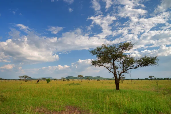 Savane en Afrique — Photo