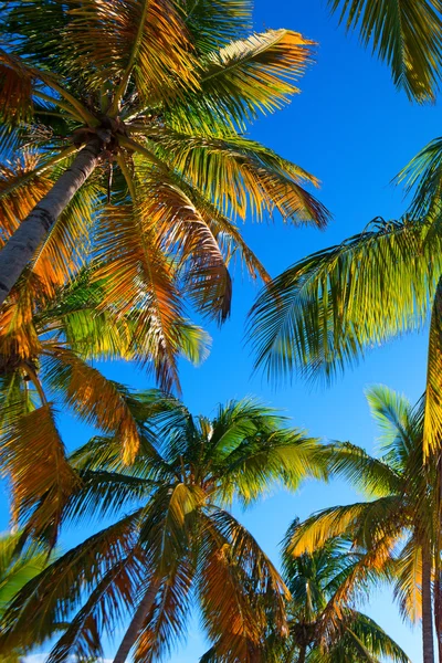 Tropical beach with a palm tree — Stock Photo, Image