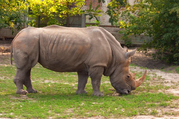 Bílé nosorožce v zoo — Stock fotografie