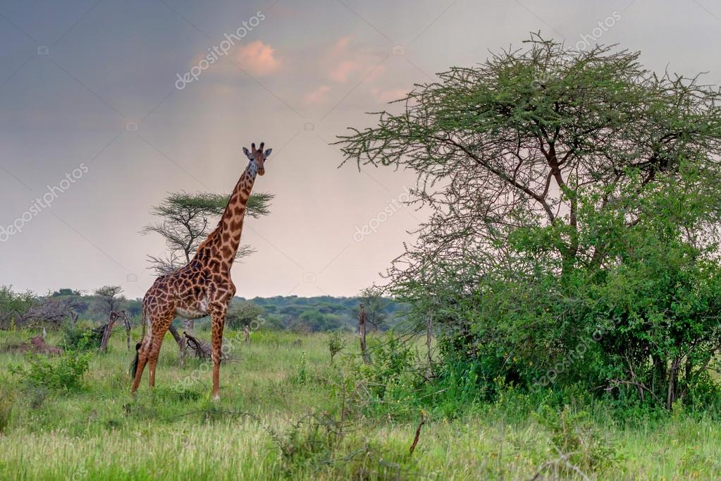 夕焼けのサバンナにキリン ストック写真 C Yakov Oskanov 夕焼けのサバンナにキリン ストック写真 C Yakov Oskanov