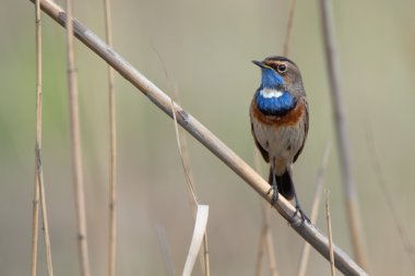 Bluethroat ( Luscinia svecica )