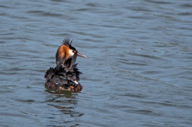 Büyük Armalı Yunus (Podiceps kriteri)