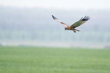 Batı marsh harrier (sirk aeruginosus)