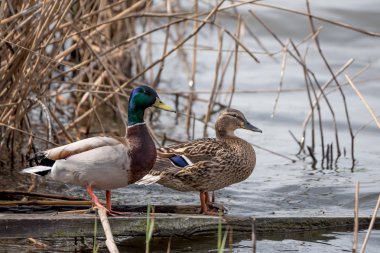 Vahşi ördek (Anas platyrhynchos)
