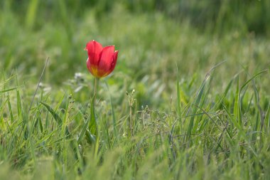 Vahşi çiçekli lale
