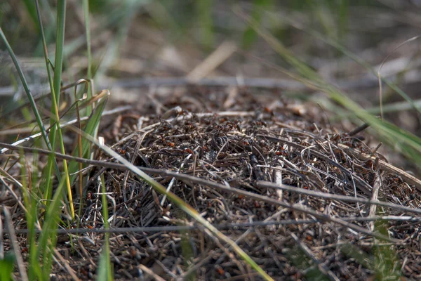 Bozkır kovanında karıncalar — Stok fotoğraf
