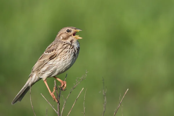 Maíz (Miliaria calandra) en una ramita — Foto de Stock