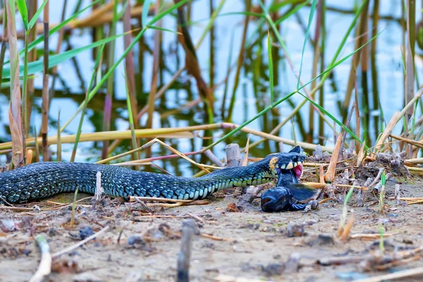 Мисливська змія ловила рибу — стокове фото