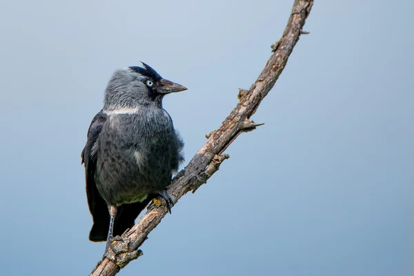 Jackdaw ocidental (Corvus monedula ) — Fotografia de Stock