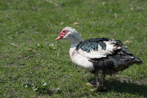 Muscovy duck at farmyard — Stock Photo, Image