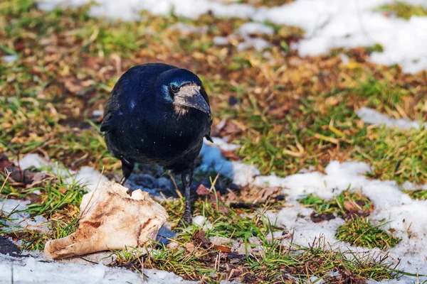 Rooks está comiendo carroña. —  Fotos de Stock