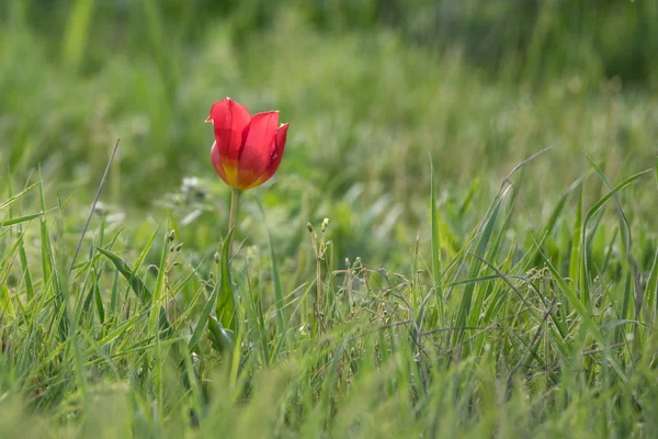 Vahşi çiçekli lale