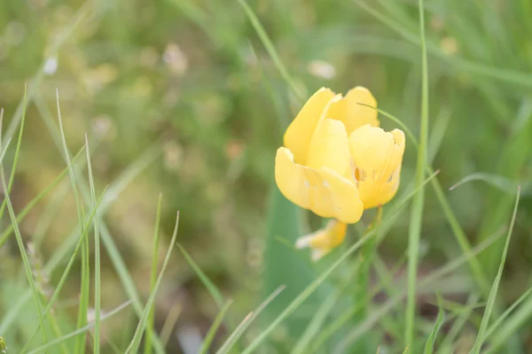 Wild bloeiende tulp — Stockfoto