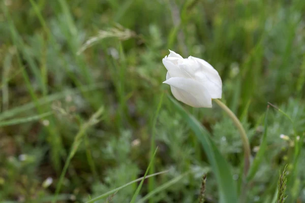 Wild bloeiende tulp — Stockfoto