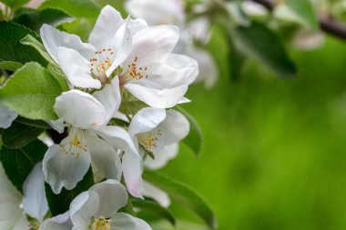 İlkbaharda açan güzel elma ağacı