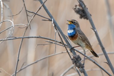 Bluethroat ( Luscinia svecica )