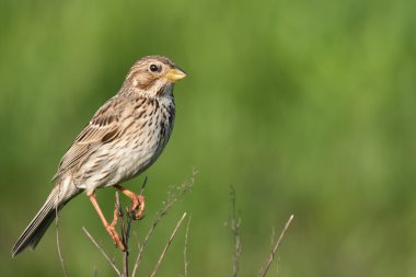 Tarla kiraz kuşu (Miliaria calandra) bir dal üzerinde