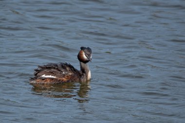 Büyük Armalı Yunus (Podiceps kriteri)